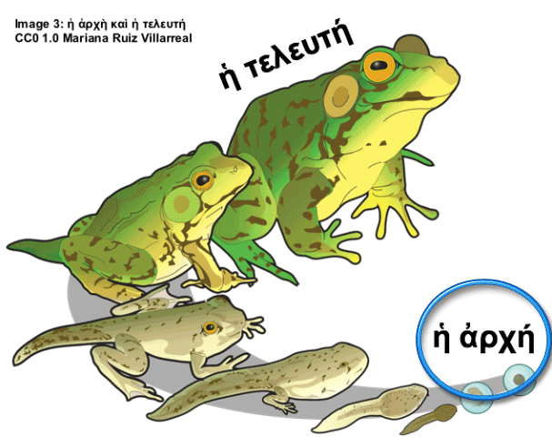 frog life cycle with beginning and end marked