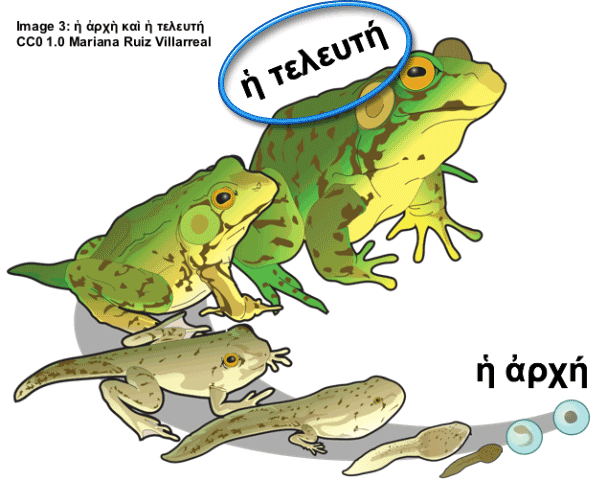 frog life cycle with beginning and end marked