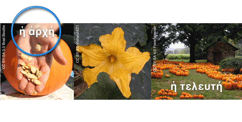 pumpkin from seed to harvest